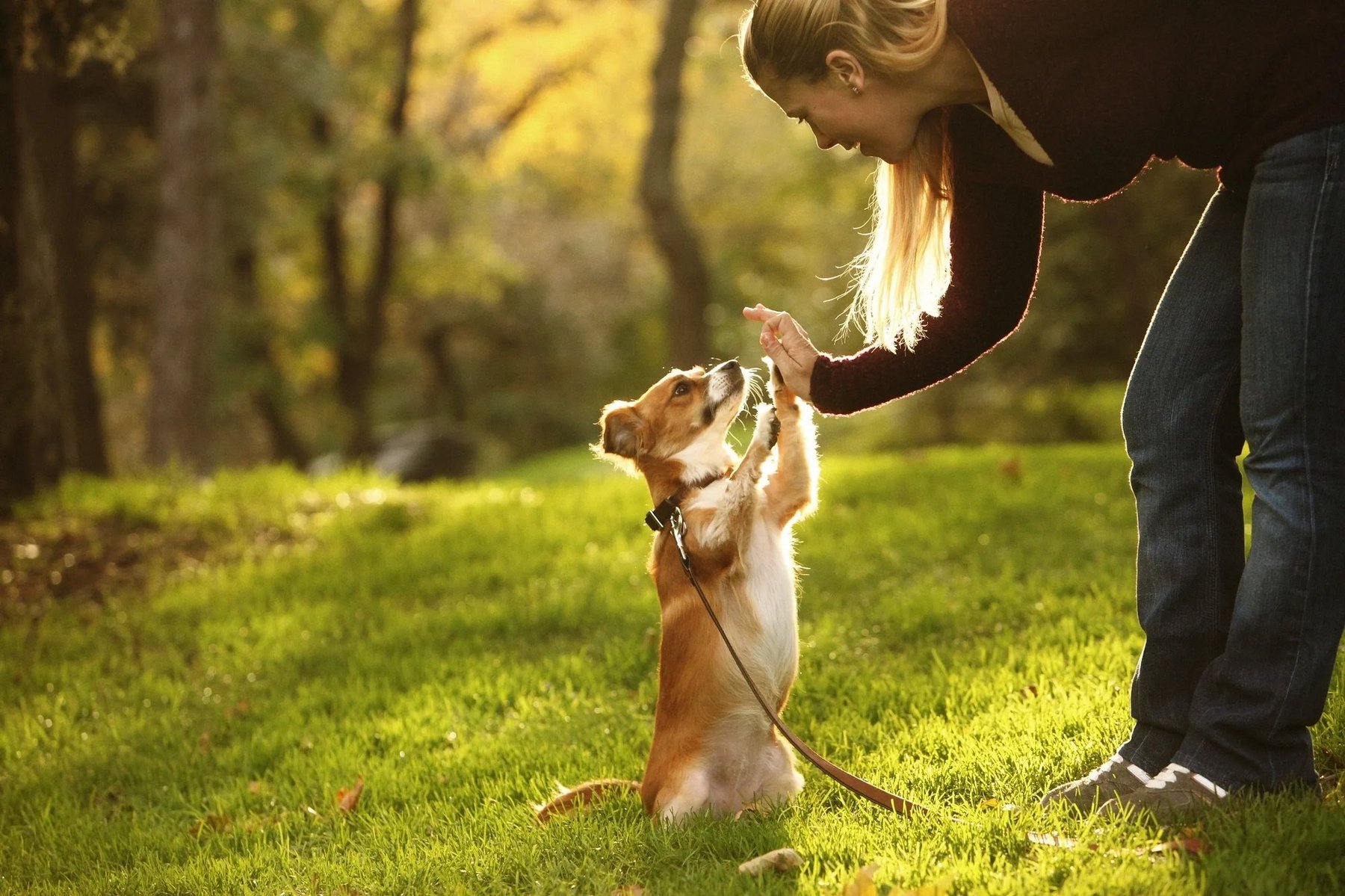 Pawsibilities Pets LLC — dog trainer in Islip & Central Suffolk, NY