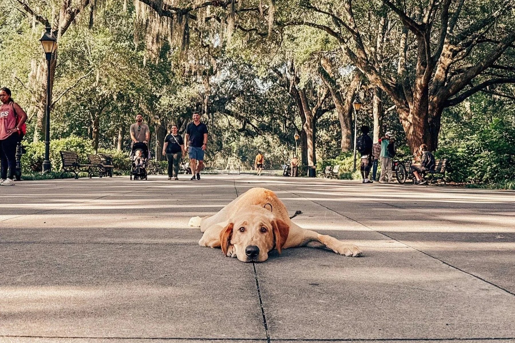 Southern State K-9 Training LLC