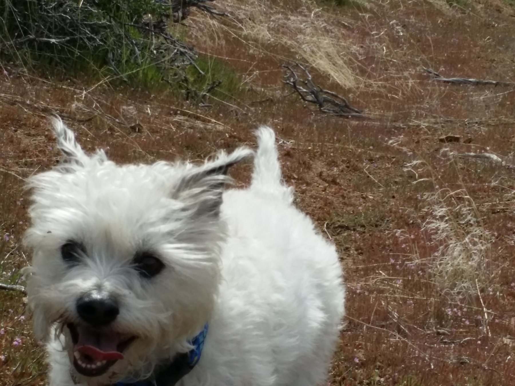 Dog Behavior Solutions LLC
