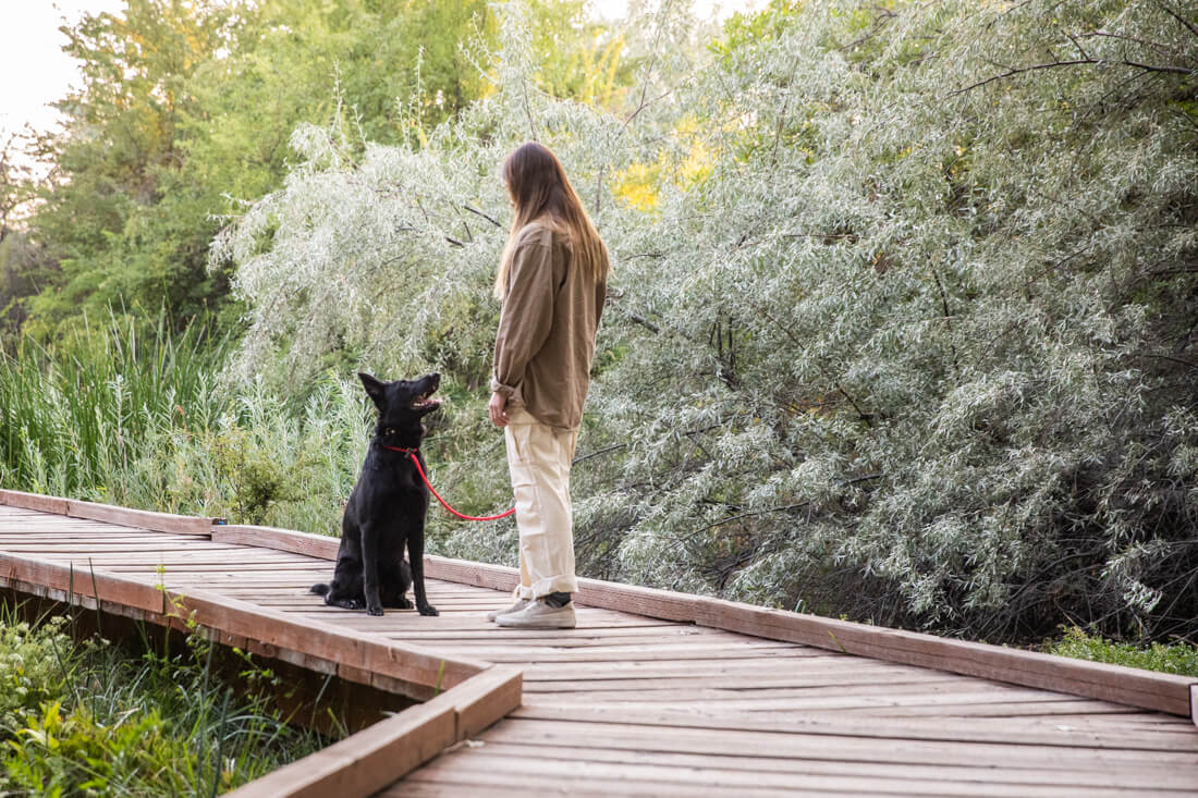 The Dog Training Institute — dog trainer in Provo, UT