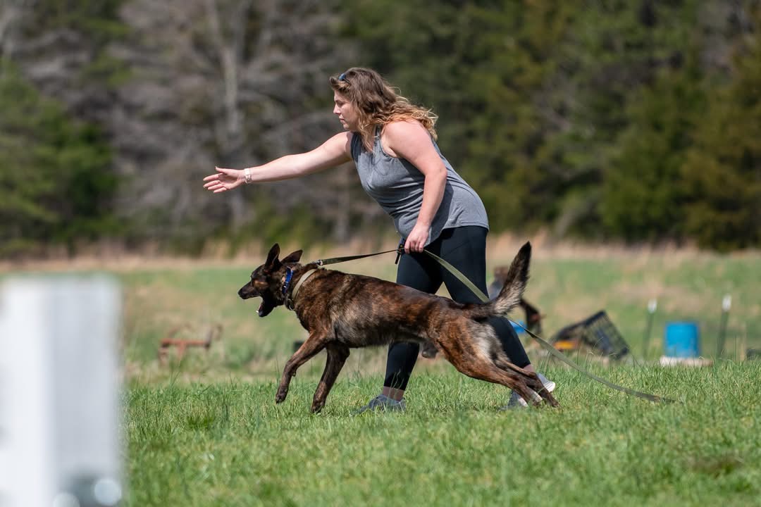 Brazen K-9 LLC | Greensboro’s Dog Trainer for all breeds, ages, & situations!