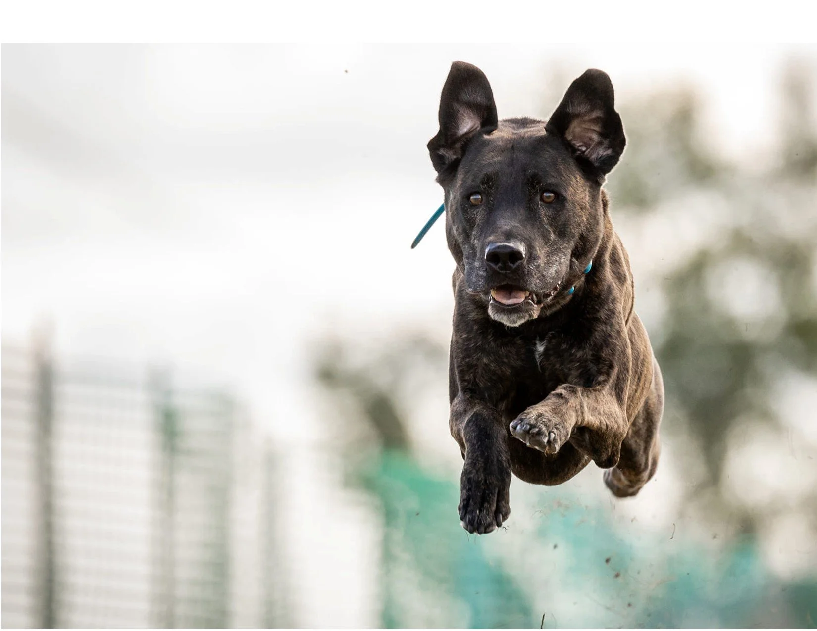 Happy Tails Training Center — dog trainer in La Crosse, WI
