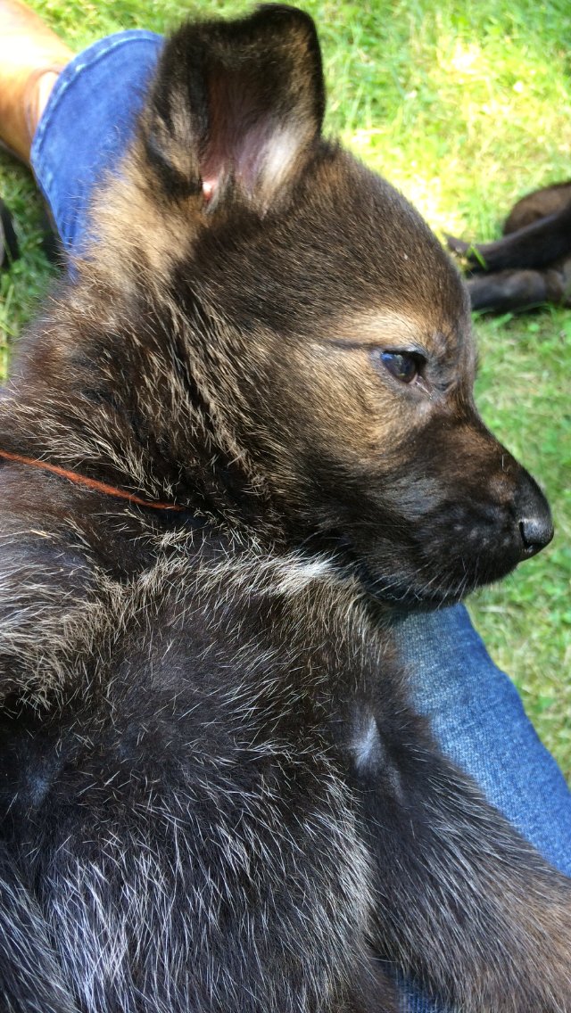 Von Frohnhoefer German Shepherds