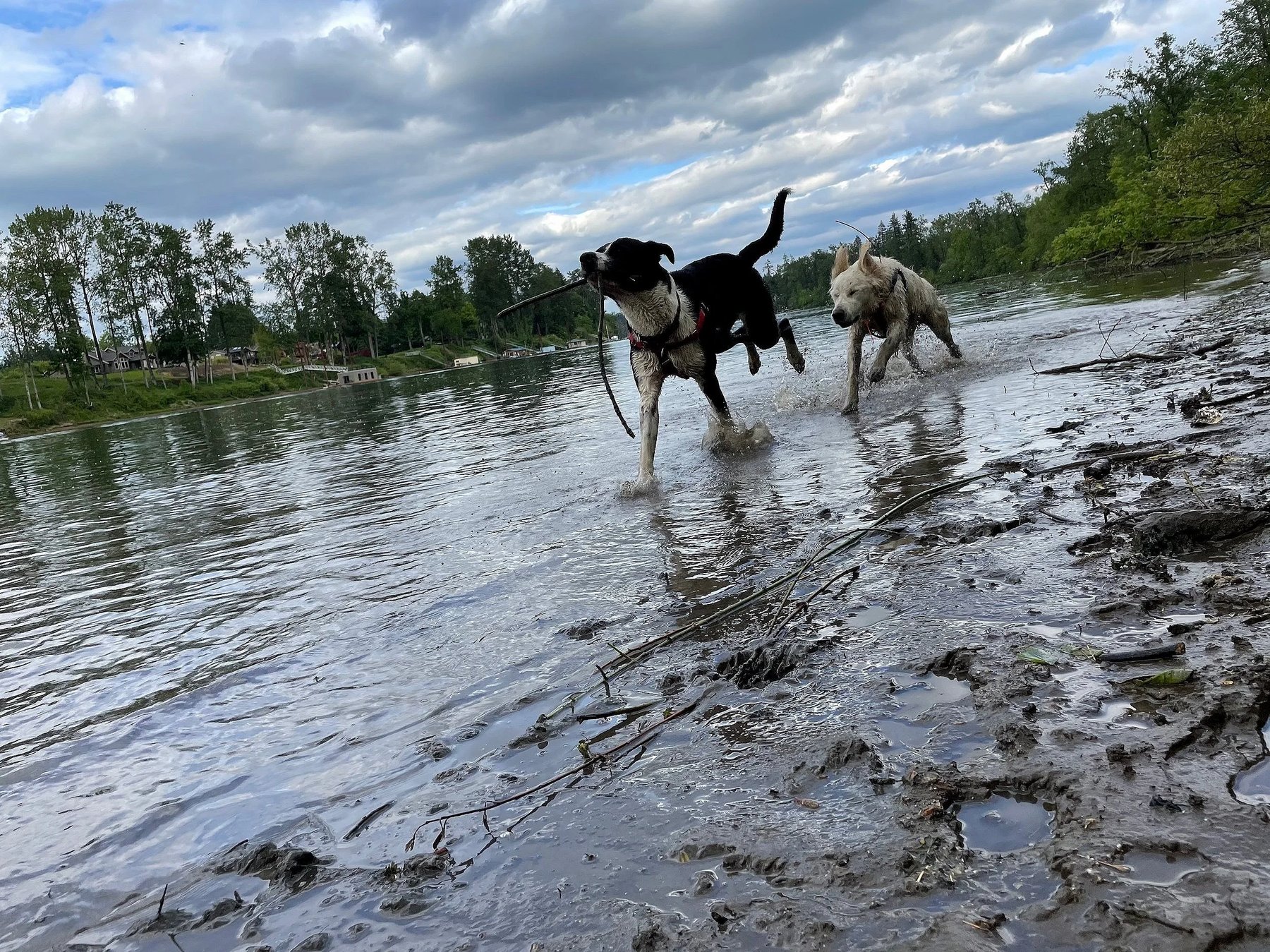 Adventure Bound Canines