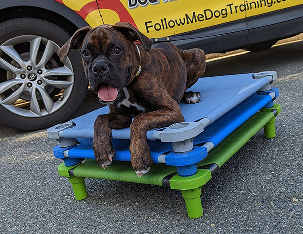 Follow Me Dog Training, LLC