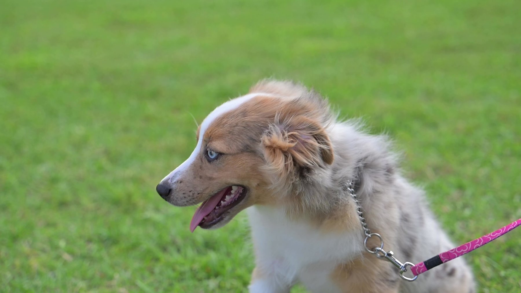 Diamond in the “Ruff” Dog Obedience Training