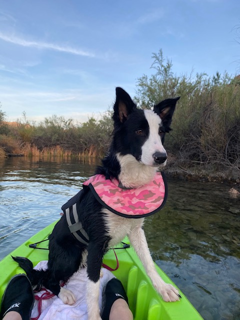 Sin City Dog Training Las Vegas