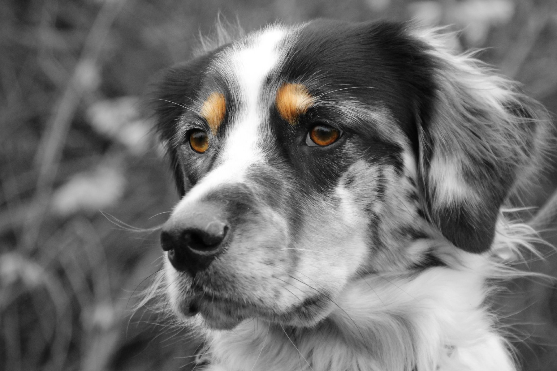 Soul Dog Training