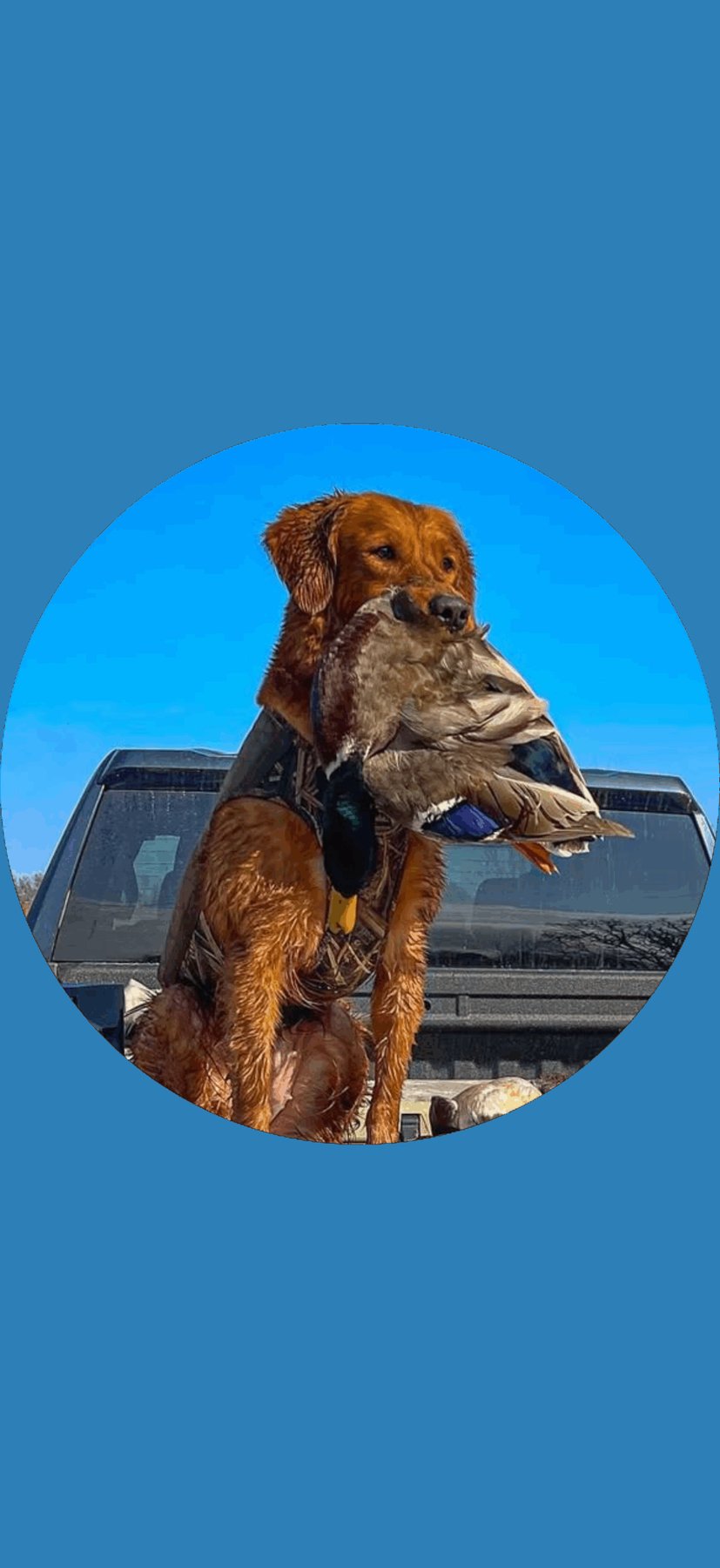 Bayou Gundog