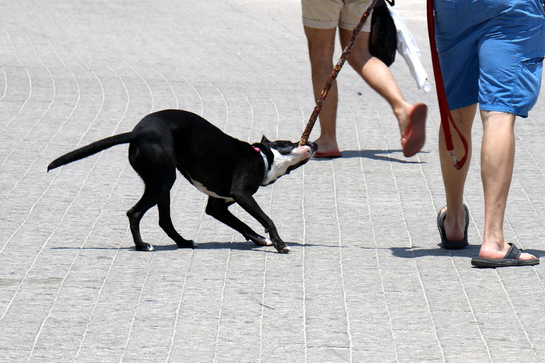 Urban Ruffneck K9 Training