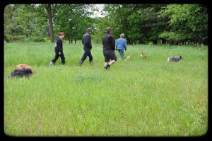 Midway Dog Academy