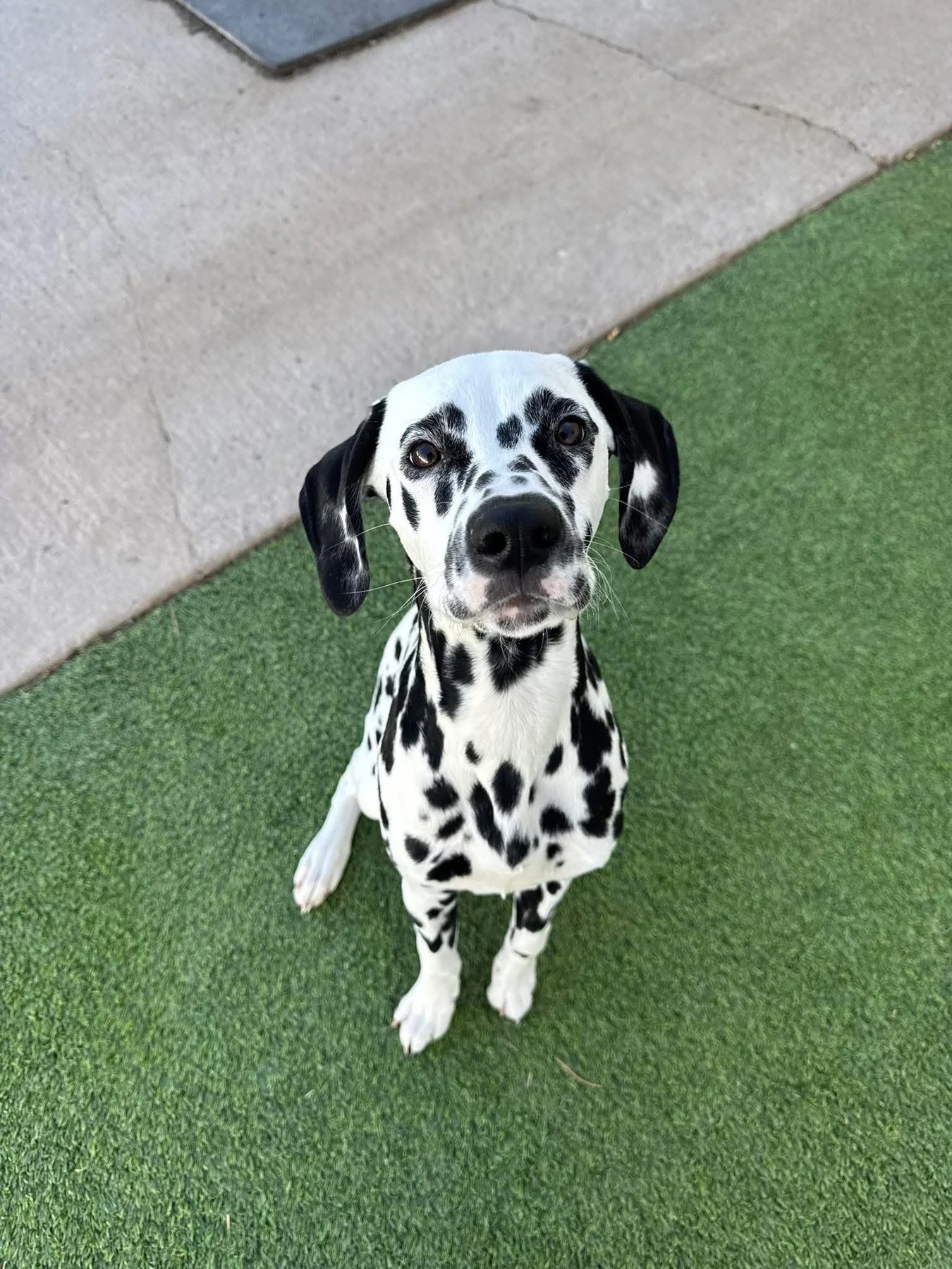 Pleasant Pooch Boarding, Daycare, & Training