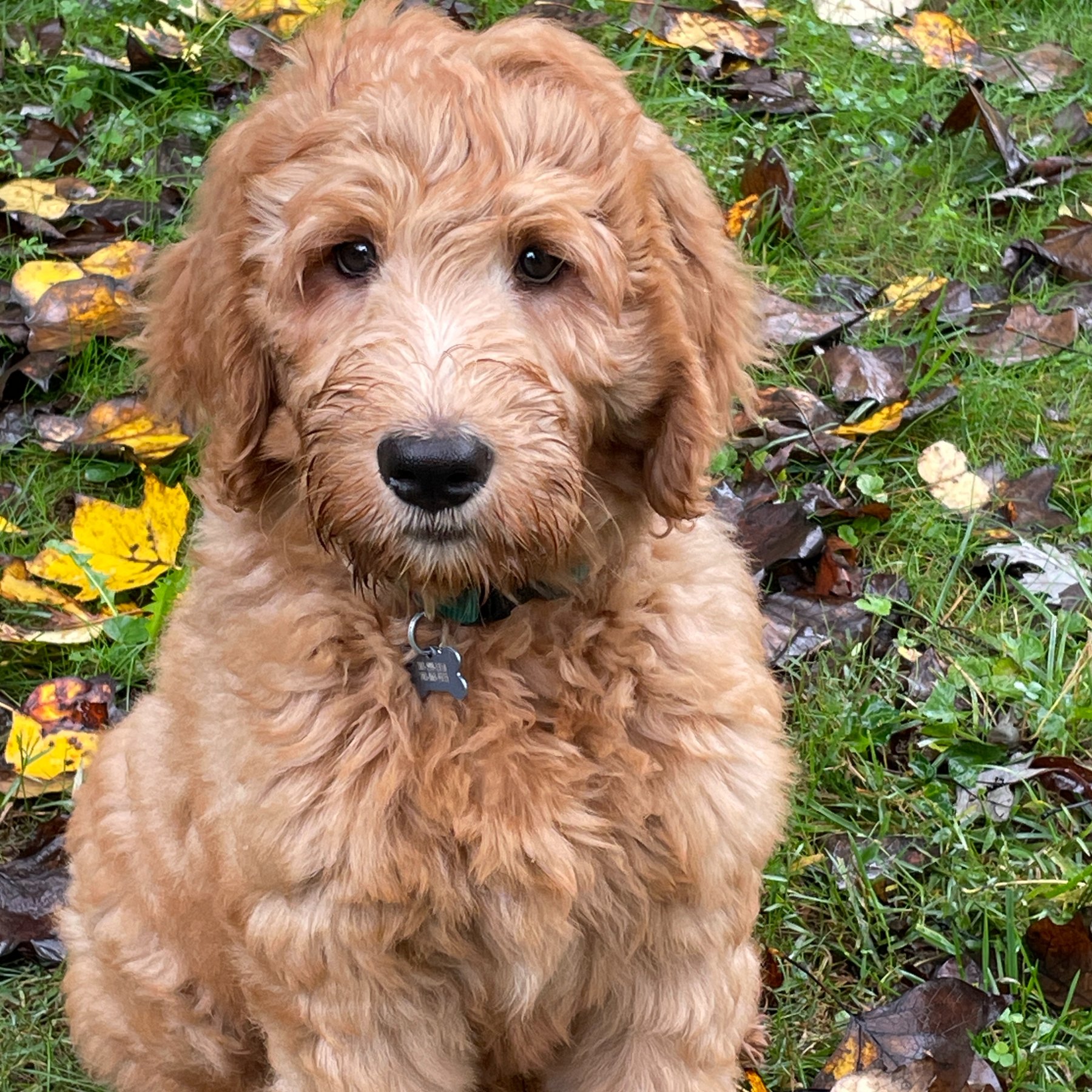 Heyer Canine Learning LLC