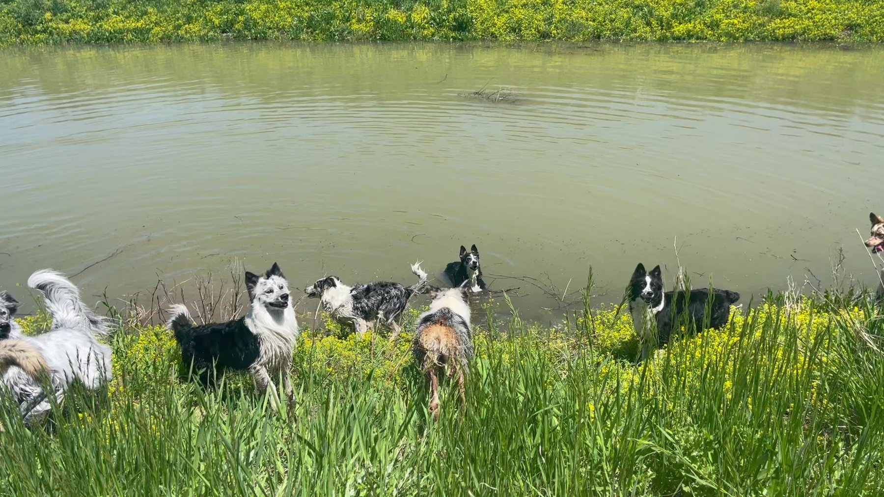 K9cation
