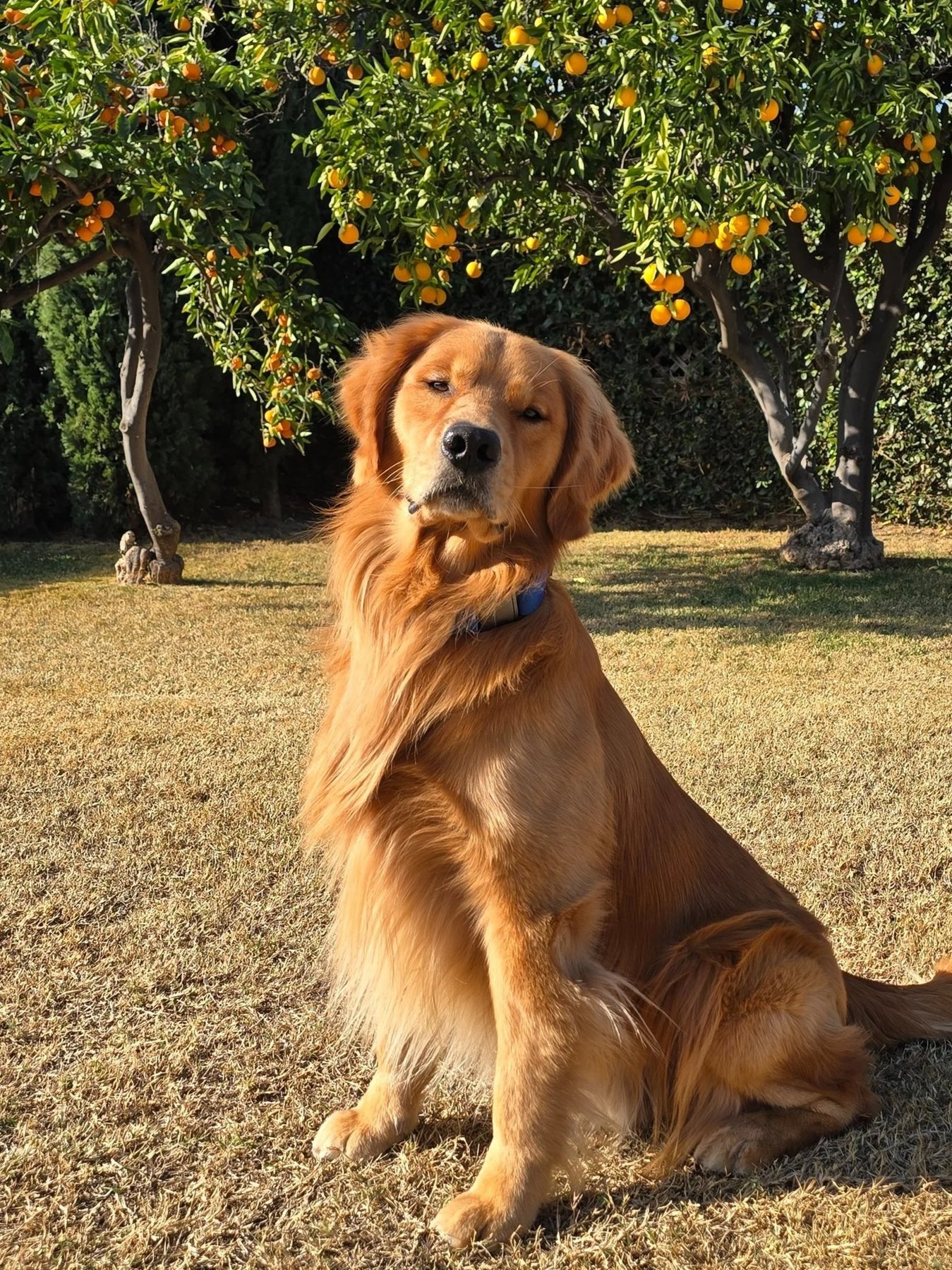 The Unlimited Canine