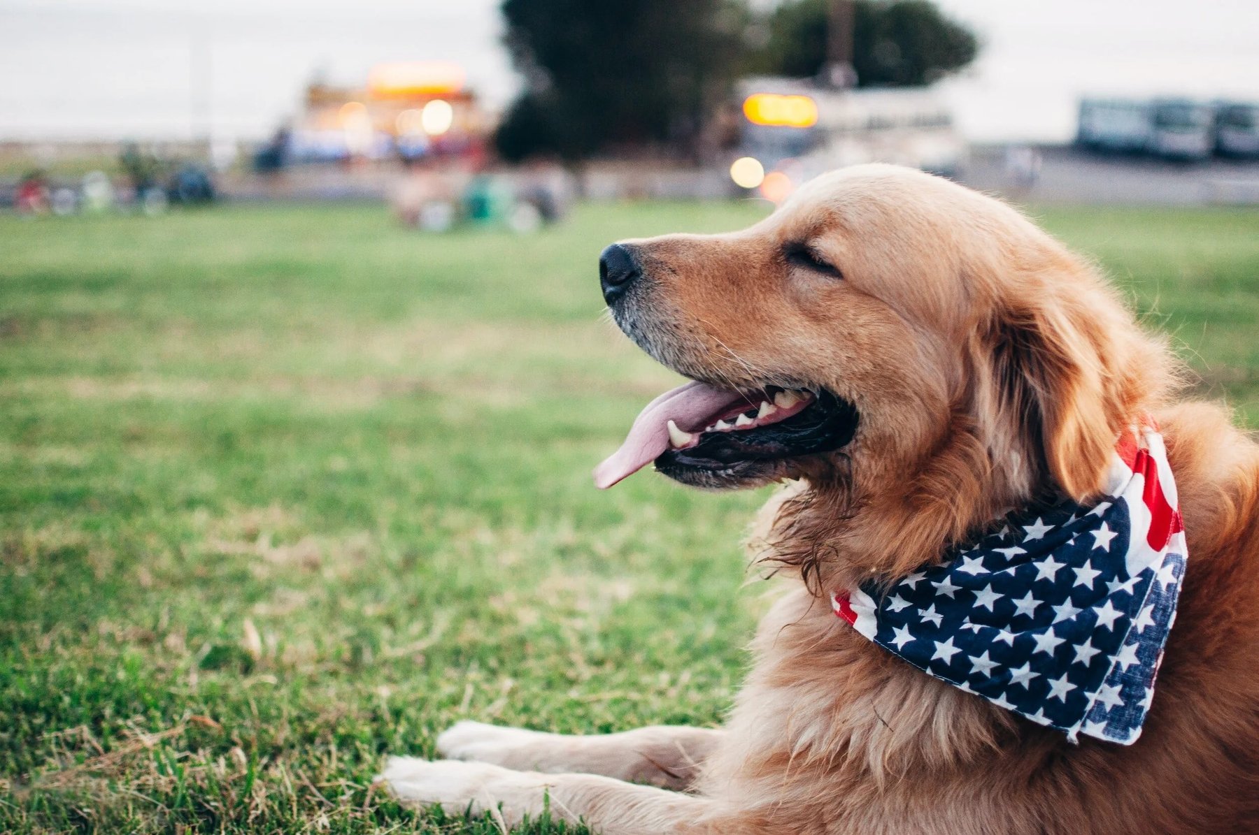 USA Therapy Dogs, Inc.