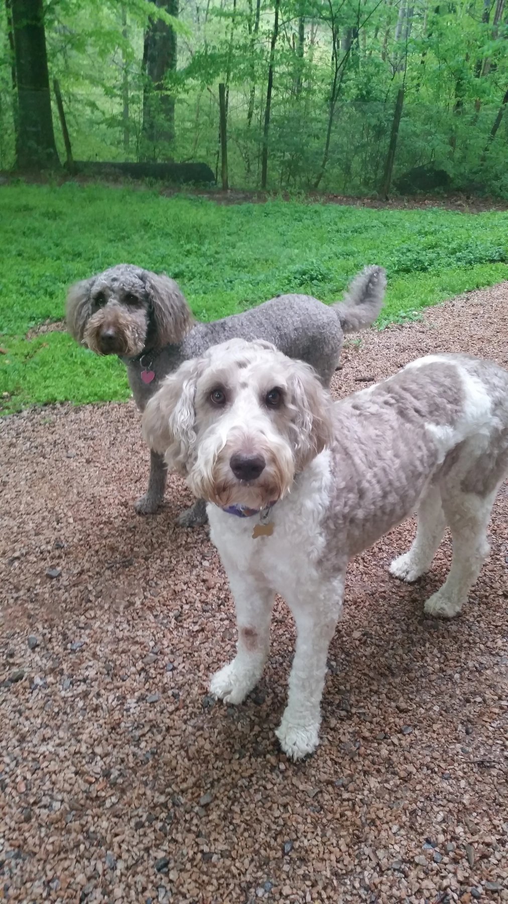 Hi C Farms and Kennels LLC