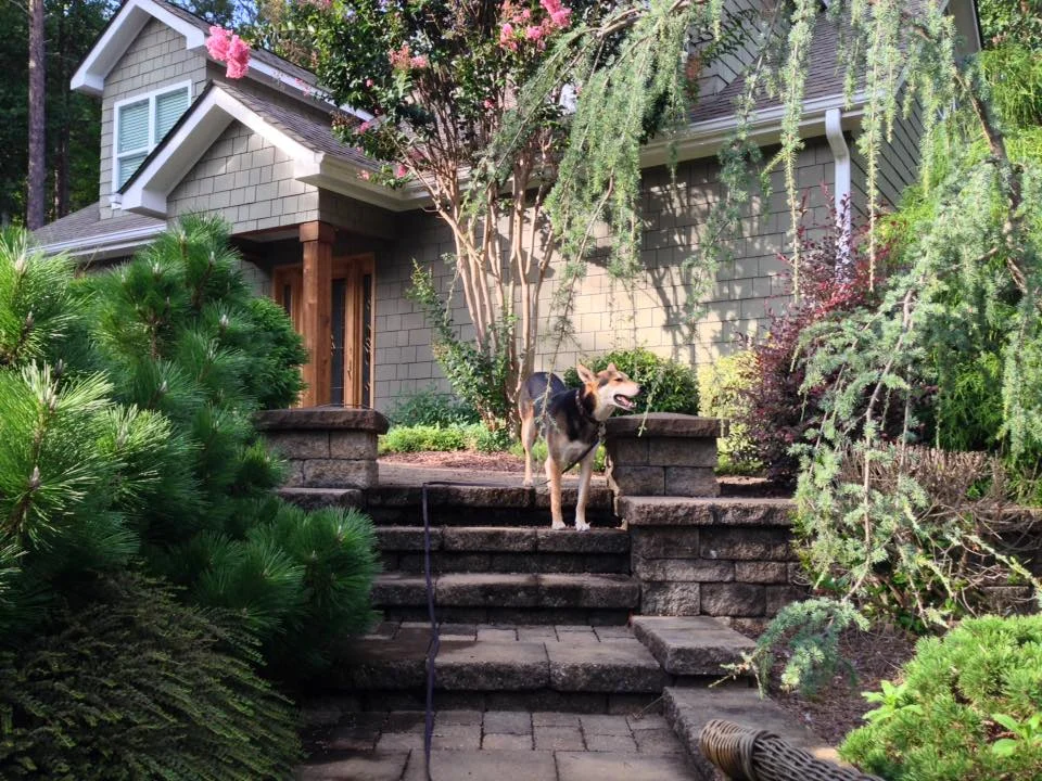 Best In Home Dog Services