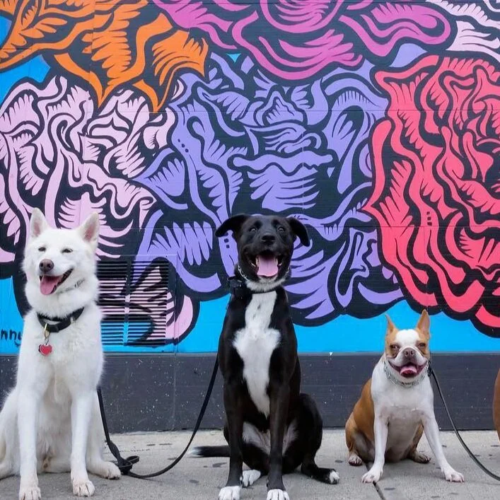 Dream Come True K9
