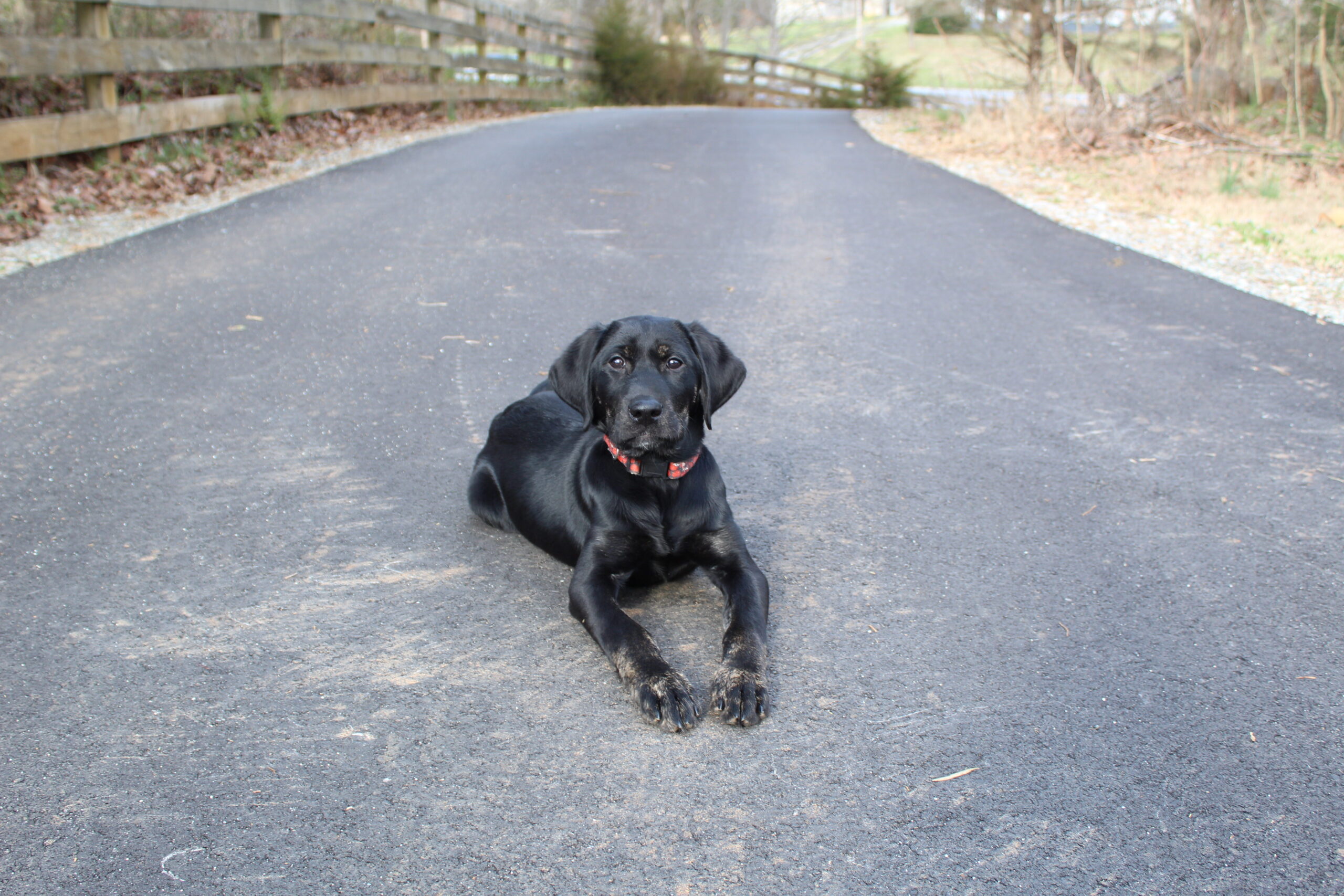 Spence Canine Academy