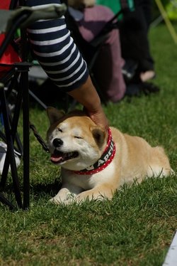 Conewango Valley Kennel Club