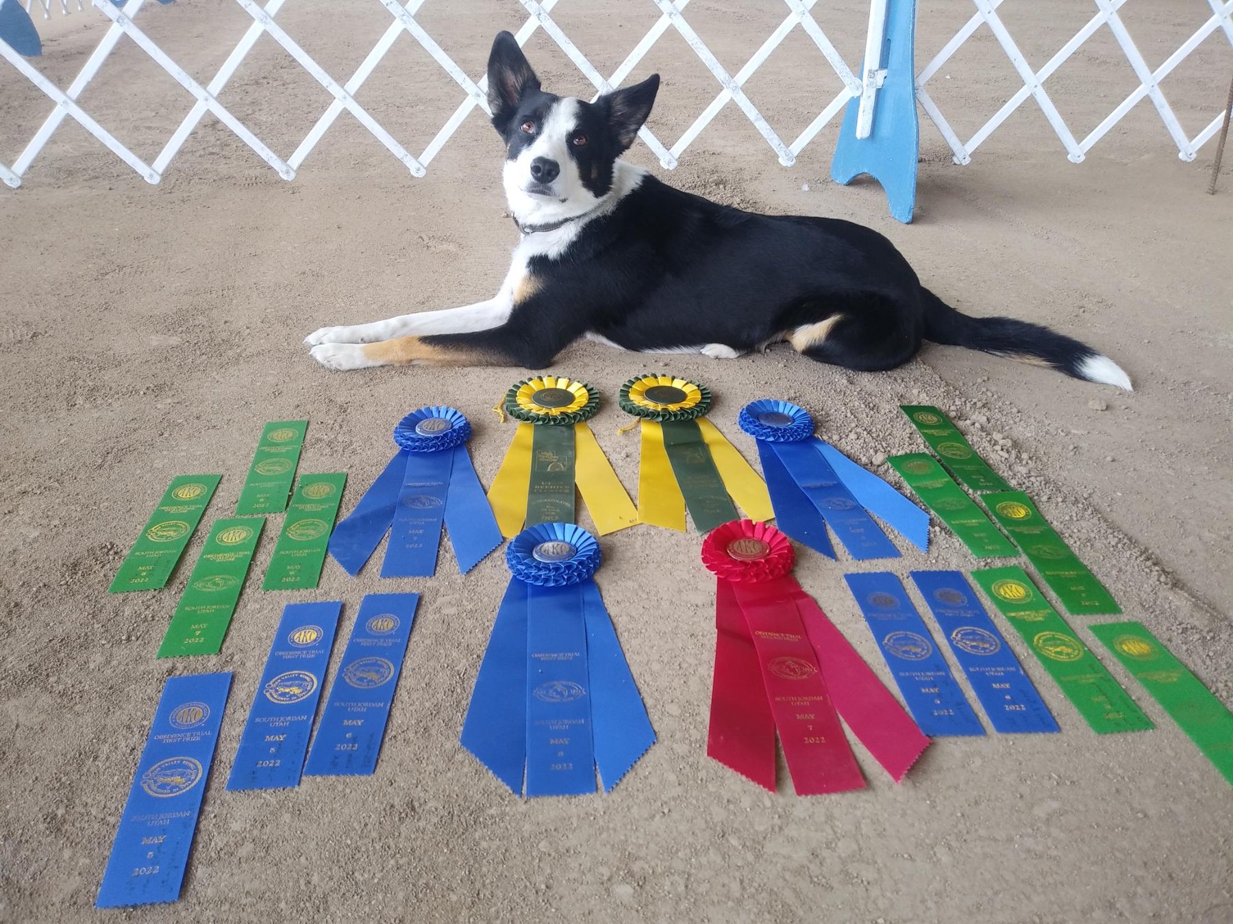 AMPSK9 – Off Leash Dog Training with No Batteries Required