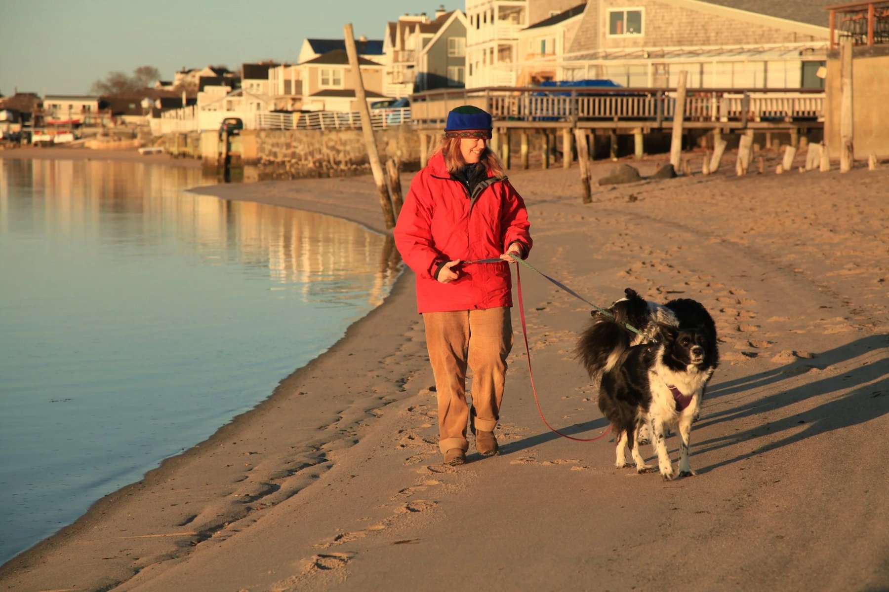 Animal Connection Training & Consulting