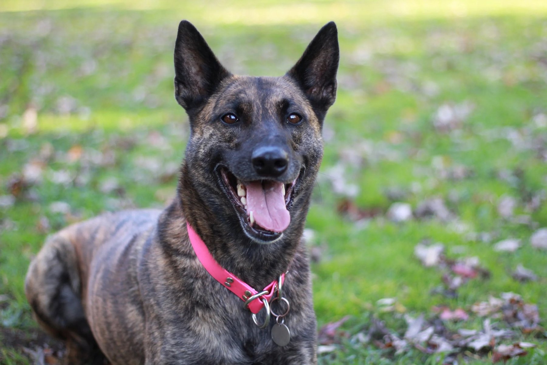 your everyday k9