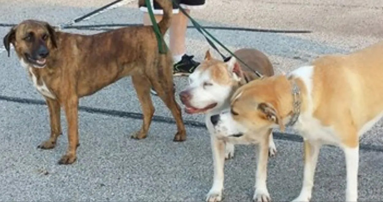 Christy’s Canine Care