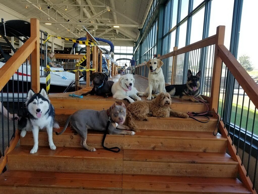 Unique Canine, LLC