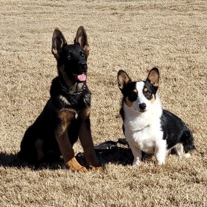 All Breeds Dog Academy — dog trainer in Tulsa, OK