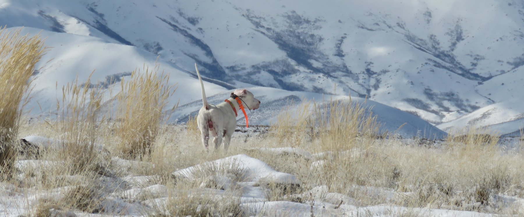 Burnt Creek Bird Dogs