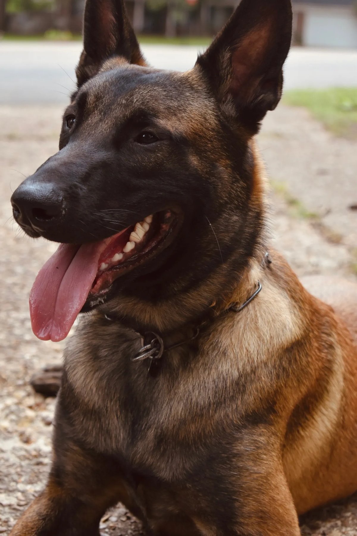 CRZK9 — dog trainer in Memphis, TN