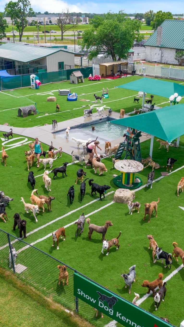 Woodland University Dog Training
