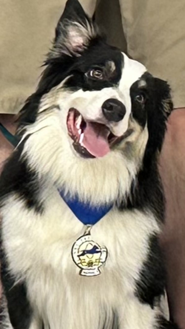 ACE K9 Training