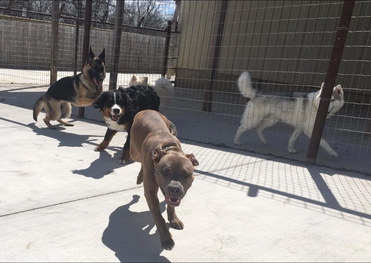 Springfield Side Kick Dog Training, Boarding, Daycare & Grooming