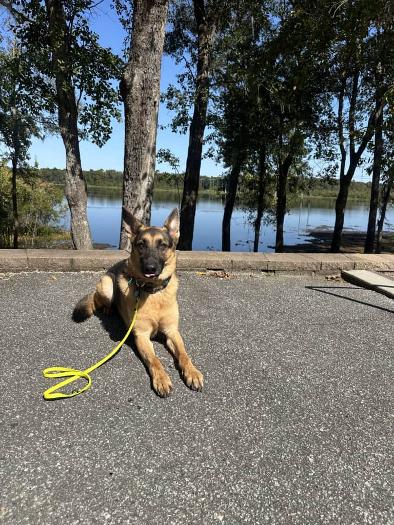 Forget Me Not Dog Training