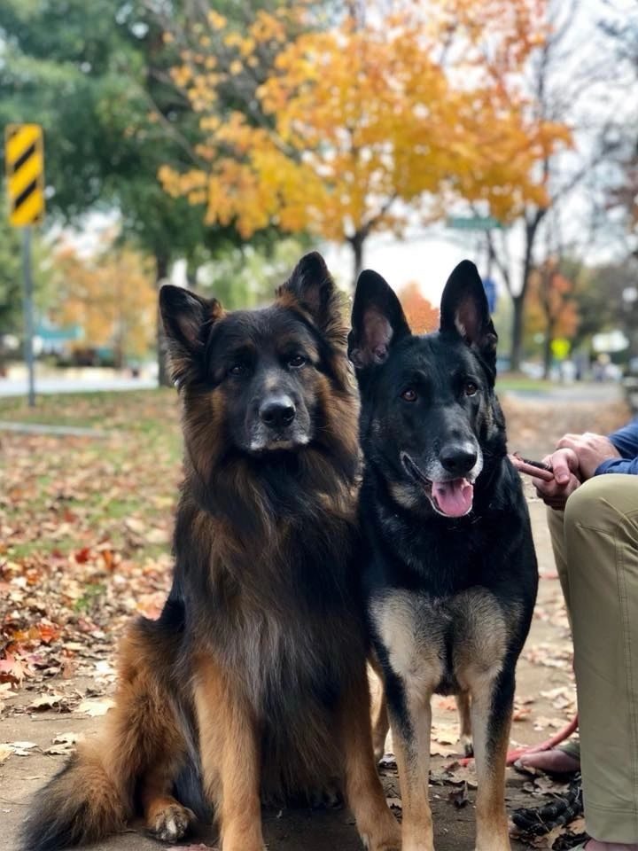 The Dog Professor LLC