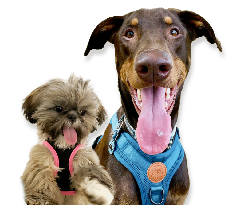 Gnawty Dog Academy — dog trainer in Saginaw, MI