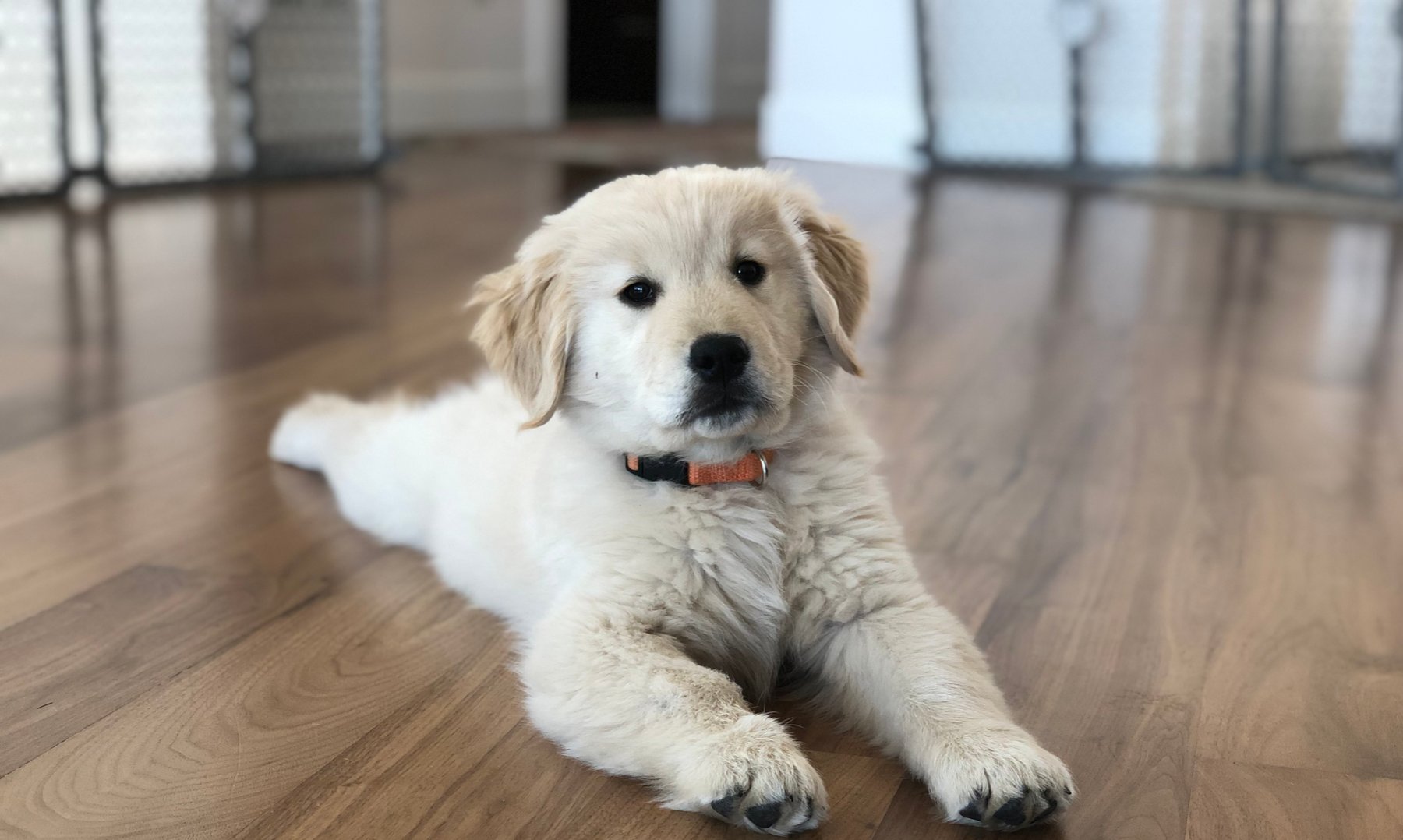 Front Range Dog Training