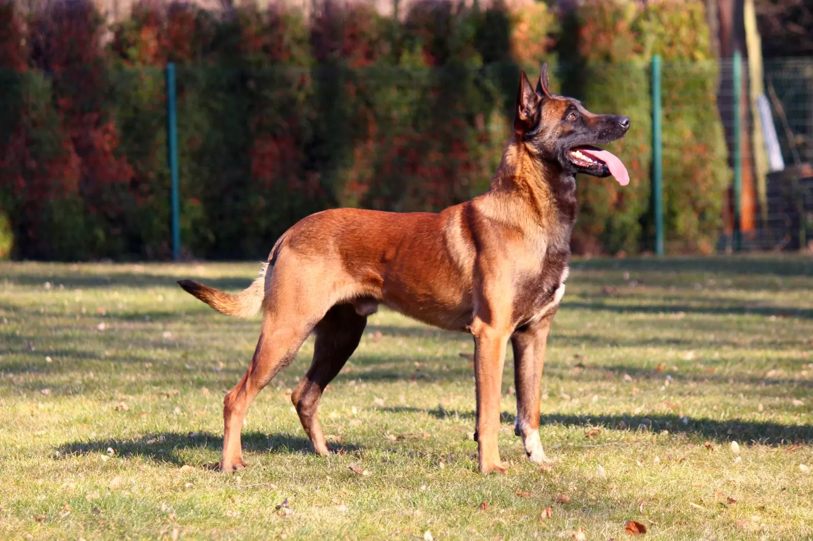 Ultimate K9 Dog Training St. Louis