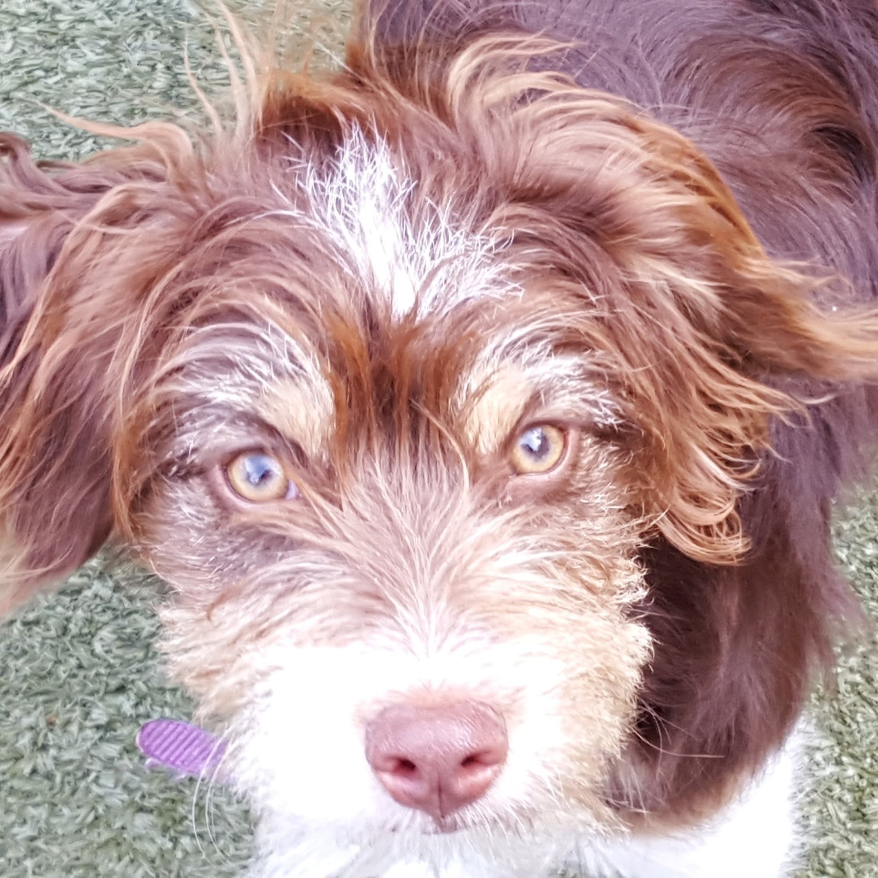 Pawsitively Yours Dog Training