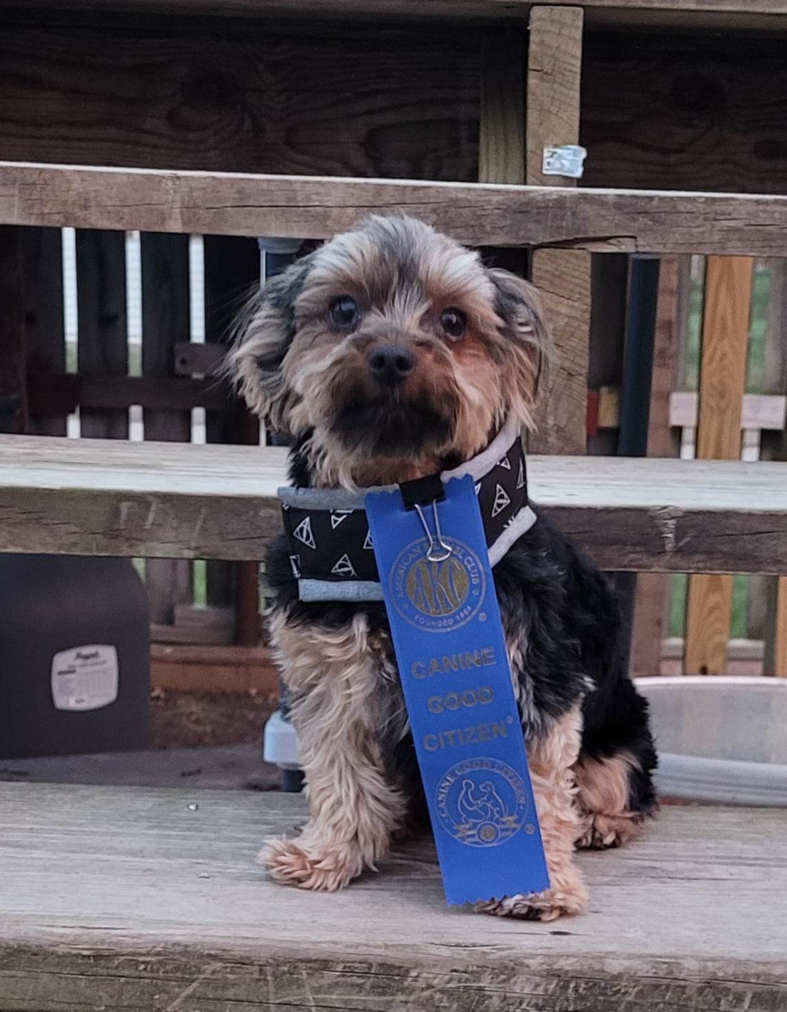 Cyclone Country Kennel Club