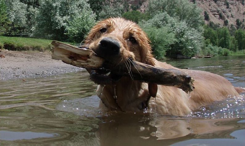 Canine Country School LLC
