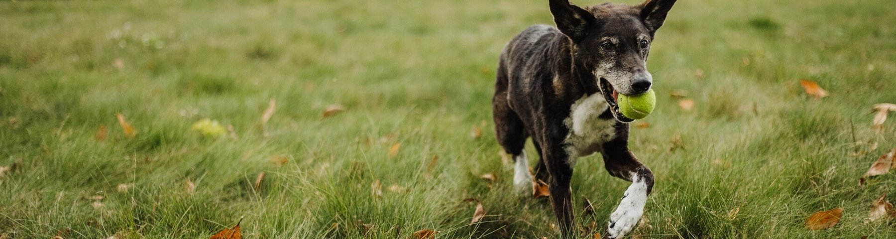 Pet Professors