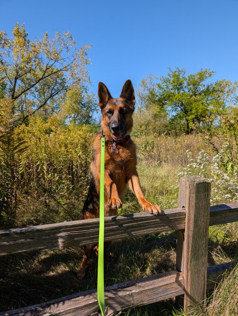 My Clever Canine