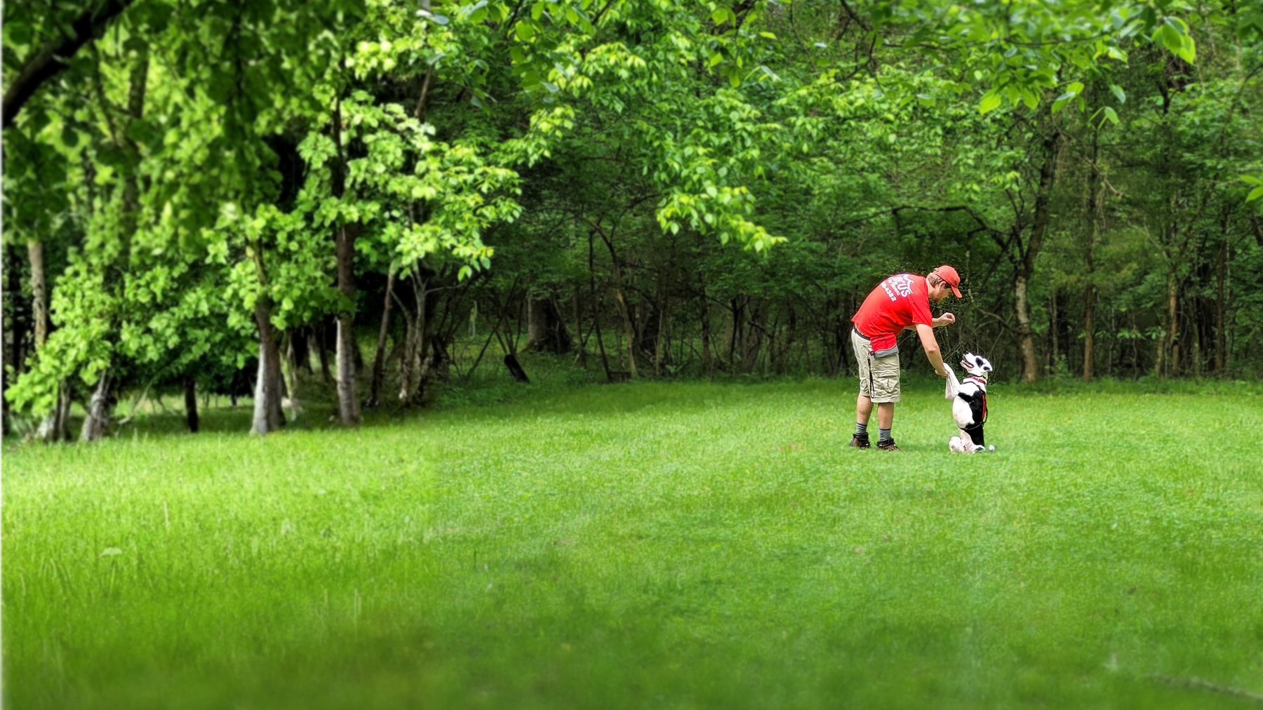 Circus Dog Training