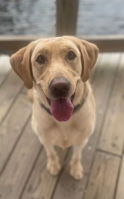Southport Dog