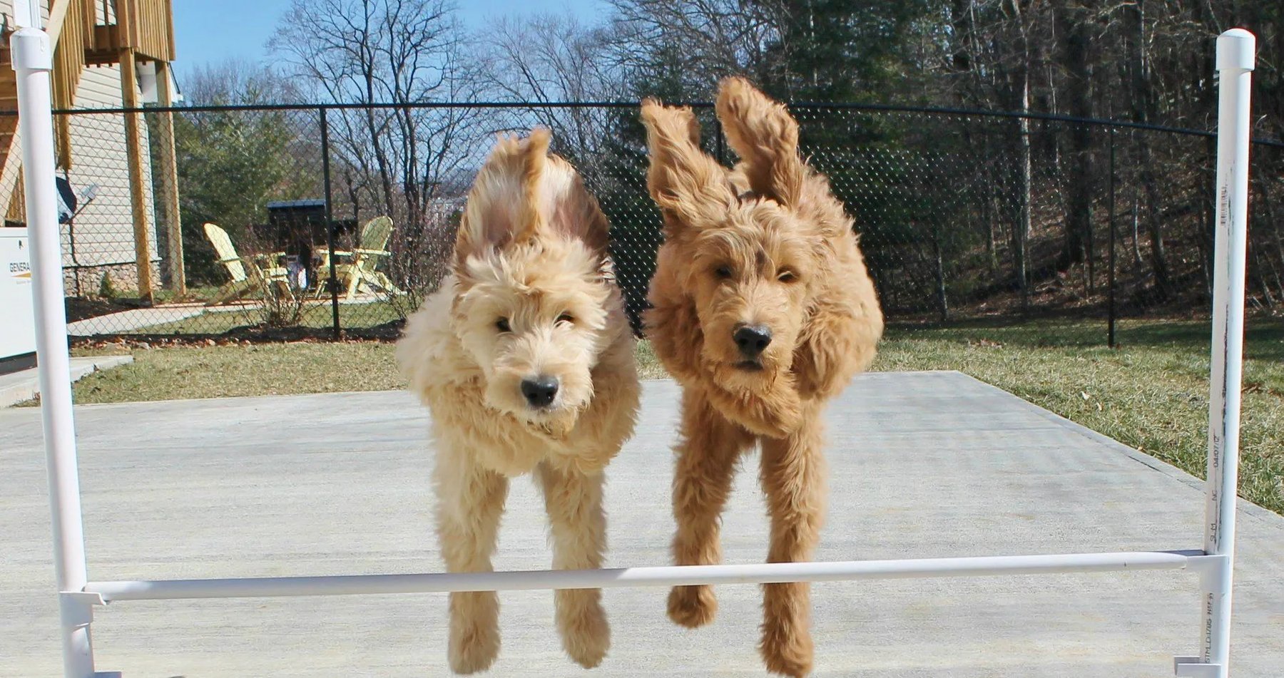 High Hopes Dog Training