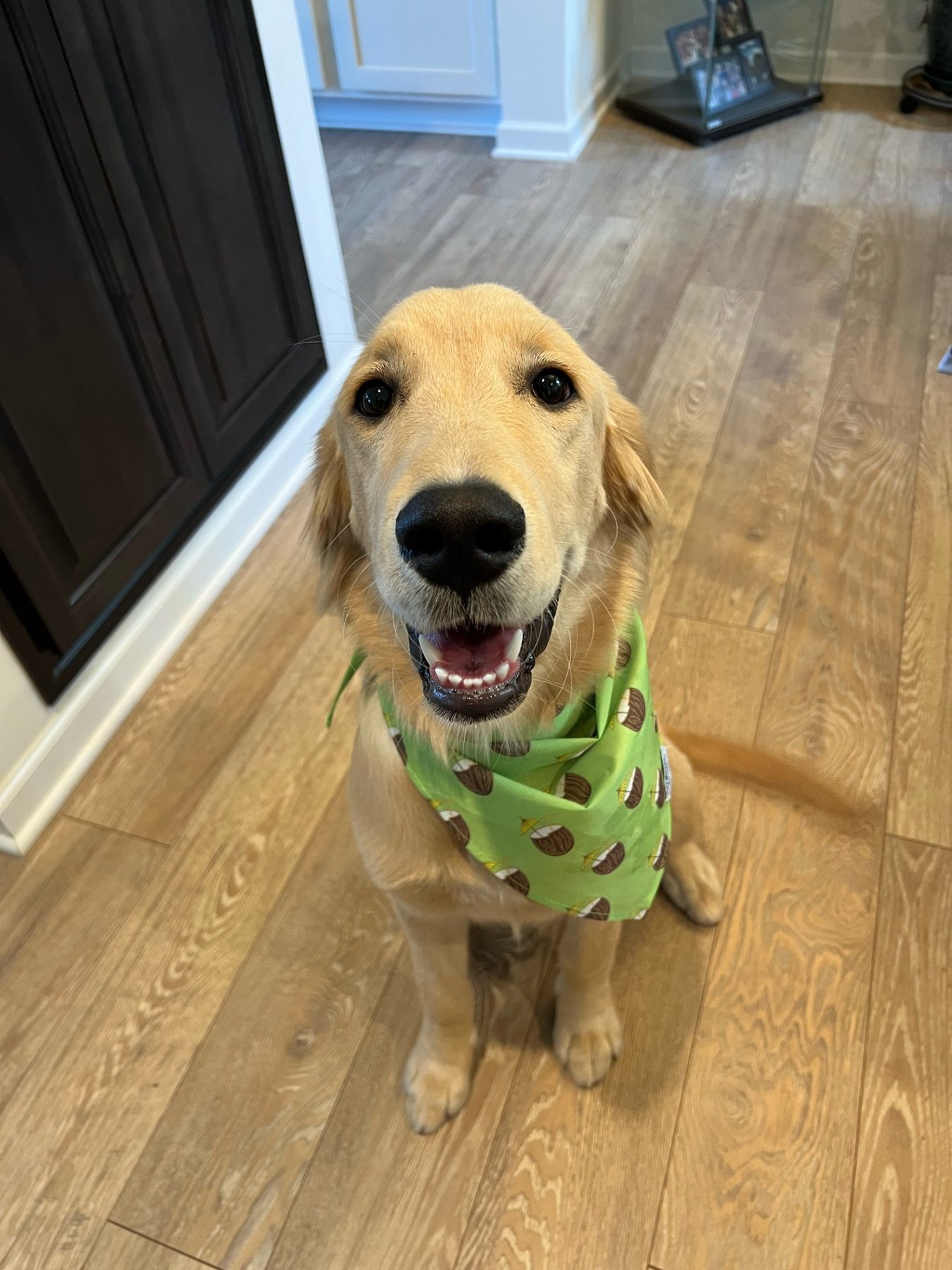 AllBreed North, LLC Dog Training & Handling